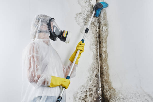 Best Localized Mold Remediation (e.g., coastal areas, humid climates) in Dobson, NC